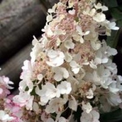 Hydrangea paniculata 'Pinky Winky'