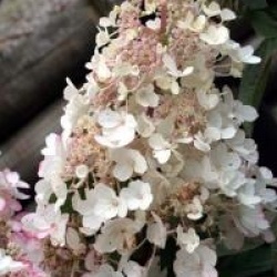Hydrangea paniculata 'Pinky Winky'