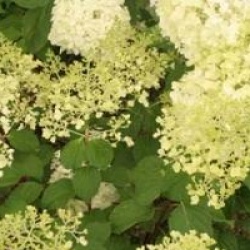 Hydrangea paniculata 'Silver Dollar' - Hortensia � panicules Silver Dollar