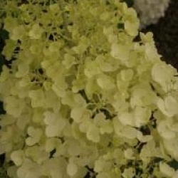 Hydrangea paniculata 'Silver Dollar'