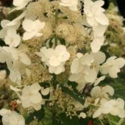 Hortensia � panicules Tardiva