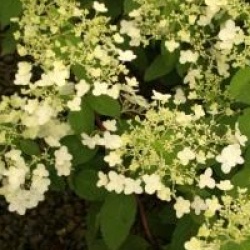 Hydrangea paniculata 'Unique'