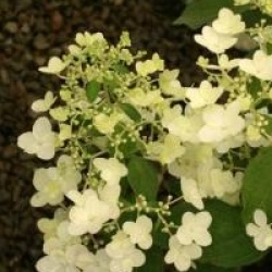 Hydrangea paniculata 'Unique'