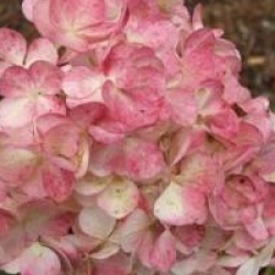 Hydrangea paniculata 'Vanille Fraise'