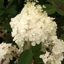Hydrangea paniculata 'Vanille Fraise'