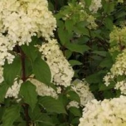 Hydrangea paniculata 'Vanille Fraise'