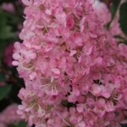 Hydrangea paniculata 'Vanille Fraise'