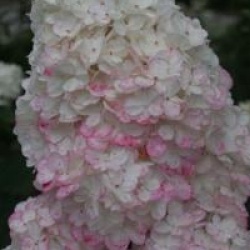 Hydrangea paniculata 'Vanille Fraise'