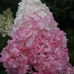 Hydrangea paniculata 'Vanille Fraise'