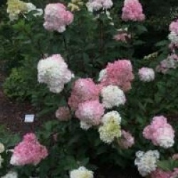 Hydrangea paniculata 'Vanille Fraise'