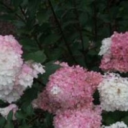 Hydrangea paniculata 'Vanille Fraise'
