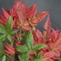 Acer palmatum 'Shindeshojo' - �rable du Japon Shindeshojo