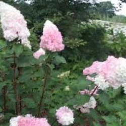 Hydrangea paniculata 'Vanille Fraise'