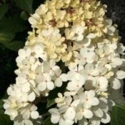 Hydrangea paniculata 'Vanille Fraise'