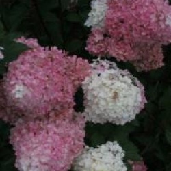 Hydrangea paniculata 'Vanille Fraise'