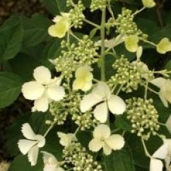 Hydrangea paniculata 'White Lady' - Hortensia � panicules white lady