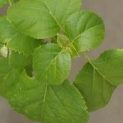 Hydrangea anomala subsp. petiolaris