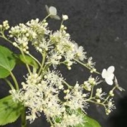 Hydrangea anomala subsp. petiolaris