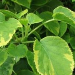 Hydrangea anomala subsp. petiolaris 'Mirranda'