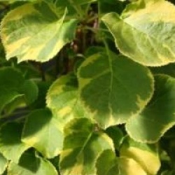 Hydrangea anomala subsp. petiolaris 'Mirranda'