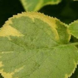 Hydrangea anomala subsp. petiolaris 'Mirranda'