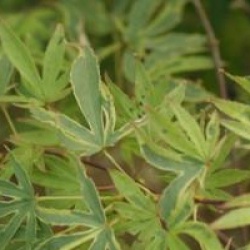 Acer palmatum 'Shirazz'