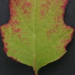 Hydrangea quercifolia 'Alice'