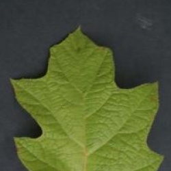 Hydrangea quercifolia 'Alice'