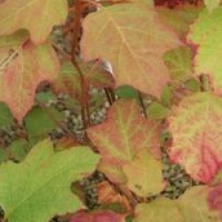 Hortensia � feuilles de ch�ne Alice