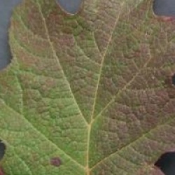 Hydrangea quercifolia 'Burgundy'  - Hortensia � feuilles de ch�ne burgundy