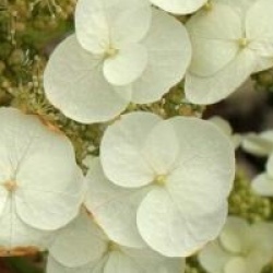 Hydrangea quercifolia 'Sike's Dwarf'