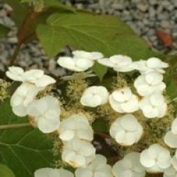 Hydrangea quercifolia 'Sike's Dwarf'