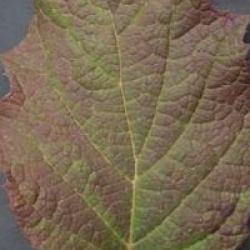 Hydrangea quercifolia 'Sike's Dwarf'