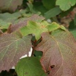 Hydrangea quercifolia 'Sike's Dwarf'