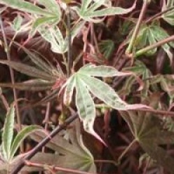 Acer palmatum 'Shirazz'