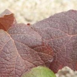 Hydrangea quercifolia 'Sike's Dwarf'