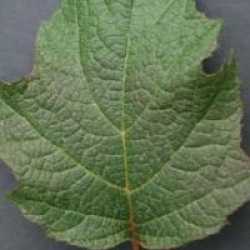 Hydrangea quercifolia 'Sike's Dwarf'