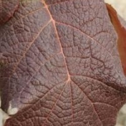 Hydrangea quercifolia 'Sike's Dwarf'