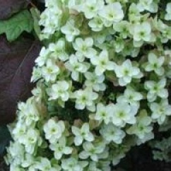 Hydrangea quercifolia Snowflake � 'Brido' - Hortensia � feuilles de ch�ne Snow Flake
