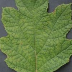 Hydrangea quercifolia Snowflake � 'Brido'