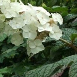 Hydrangea quercifolia Snow Queen � 'Flemygea' 