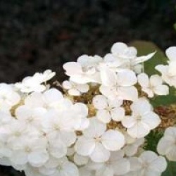 Hortensia � feuilles de ch�ne Snow Queen