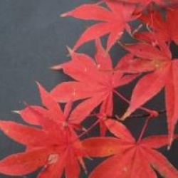 Acer palmatum 'Shirazz' - �rable du japon Shirazz