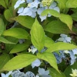 Hydrangea serrata 'Blue Deckle' 