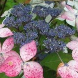 Hydrangea serrata 'Grayswood'