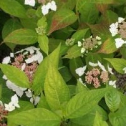 Hydrangea serrata 'Grayswood'