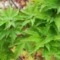 Acer palmatum 'Shishigashira'