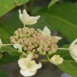 Hydrangea serrata 'Grayswood'