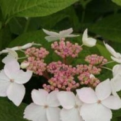Hydrangea serrata 'Grayswood'