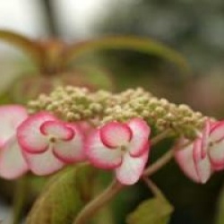 Hydrangea serrata 'Kiyosumi' - Hortensia � fleurs plates kiyosumi-sawa